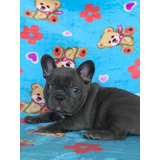 Cachorro Bulldog Frances Blue Precio Exotico Medellin Cali 