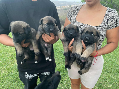 Cachorros Pastor Belga