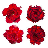 Rosa Do Deserto Kit Vermelhas (18 Sementes - 6 Tons) Adenium