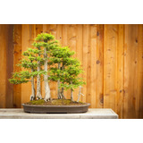 10 Semillas De Cypress, Para Bonsai