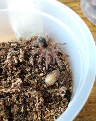 Blapticas Chicas X50 Alimento Reptiles, Tarantulas, Anfibios