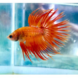 Betta Orange Ct Lt L Importada - Macho