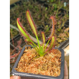 Kit De Cultivo Drosera Capensis Broad Leaf-planta Carnívora
