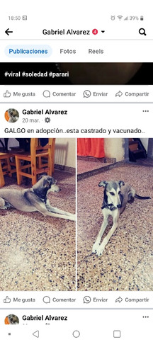 Galgo Castrado Y Vacunado .