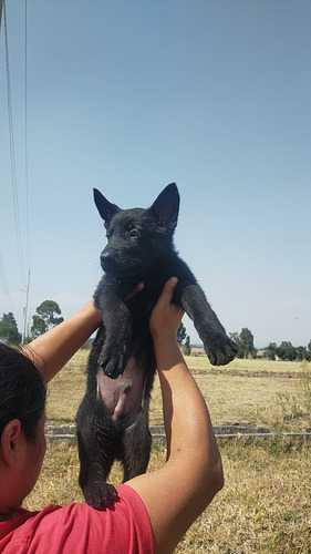 Cachorras Pastor Alemán Negro Sólido De Pedegree