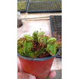 Nepenthes Y Cephalotus 