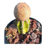 Cactus Tephrocactus Geometricus Injertado