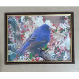 Cuadro Con Foto Color Del Pájaro Azul (azulejo Gorjicanelo)