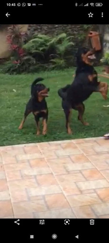 Filhote De Rottweiler Com Pedigree A6 Netos De Campeões 