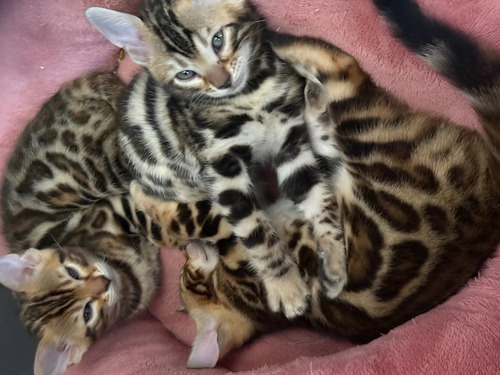 Gatos Bengali Brown Registro Tica | Meses sin interés