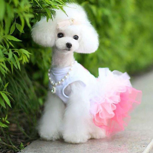 Poodle  Toy Hembras Enana.