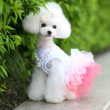 Poodle  Toy Hembras Enana.