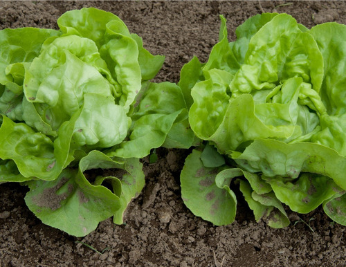 100 Semillas Exóticas De Lechuga Baby Sucrine Para Tu Huerto