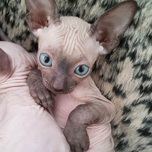 Filhotes De Sphynx Lindos 