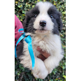 Cachorros Border Collie Pedigree Fca !! 