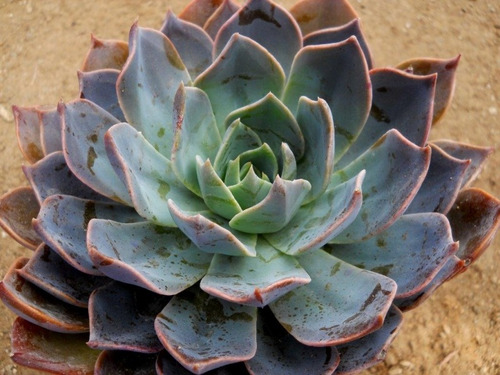 Echeveria Blue Prince - Suculenta Grande - Colección 