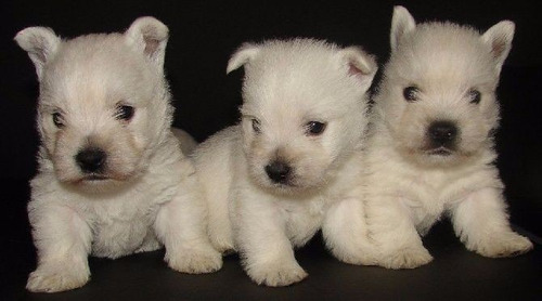 Cachorra West Highland White Terrier Fca Ladriditoss