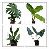 Monstera + Alocasia + Aspidistra + Filodendro Longifolio