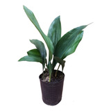 Aspidistra, Planta De Interior 