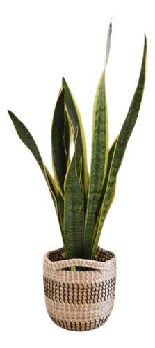 Planta Sansiviera Sansevieria Vara San Jorge Tierra Maceta12