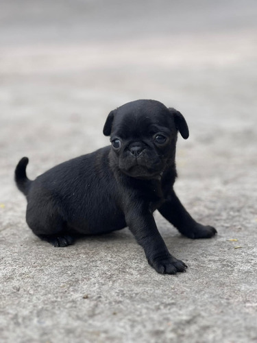 Pug Negro Pequeño Juguetón 