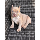 American Bully Pocket 