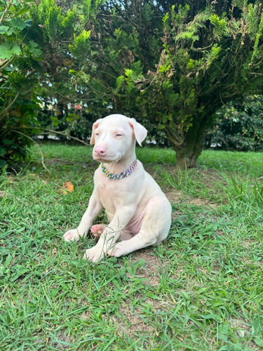 Cachorro Doberman Albino Pura Raza Medellín Animal Pets 