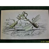 Insectos Grabado Coloreado 10 X 16,50 Edimburgo 1833 Nº 10