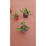 Cactus Euphorbia Lactea 