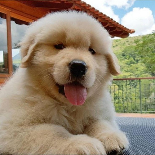 Cachorro Golden Retriever Hermosas Patitas 