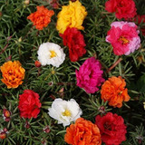 Outsidepride Moss Rose Plant Seed Mix - 5000 Semillas