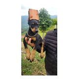 Cachorro Doberman Europeo Colombia Animal Pets Con Corte 