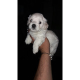 French Poodle Mini En Medellin