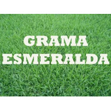 Semente Grama Esmeralda 4kg Para 4000m² Manual