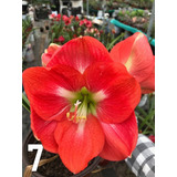 Amaryllis, Amarilis, Azucena, Hipeastrun, Especiales