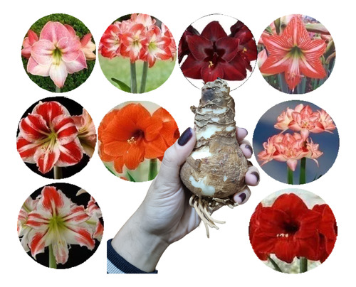 Amaryllis Simples Exotico Novedad Gigante X 1 Bulbos-semilla