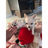 Chihuahuas Minis