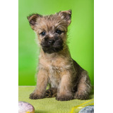Cairn Terrier Perros Cachorro Disponible Dogs Terrier