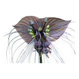 Tacca Chantrieri -flor Murcielago - Oportunidad Unica Planta