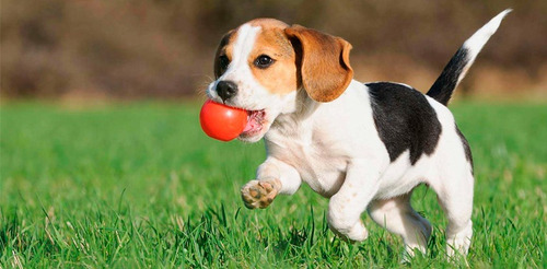 Cachorro Beagle Tricolor 023