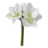 Amaryllis (amarilis) Intokazie Branca 02 Bulbos + Brindes