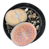 Lithops