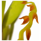 Mini Micro Orquídea Pleurothallis Ochreata Planta Adulta