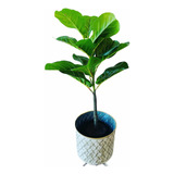 Ficus Pandurata Artificial Con Maceta 70 Cms