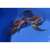 Carpas Koi Nacionales 8-10 Cm Estanques Lagunas X 10 Koi