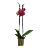 Orquidea Phalaenopsis 