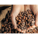 Cacao Semilla De Tabasco 1 Kg 