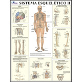 Mapa Gigante Do Sistema Esquelético Humano 2 - Livro Para Estudos De Medicina Anatomia Enfermagem Fisioterapia E Acupuntura - Tamanho Gigante 120x90cm Dobrado - Equipe Multivendas