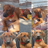 Cachorros Rhodesian Ridgeback  Inscriptos Fca Vacunados  