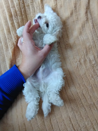 Hermoso Último  Cachorrito Poodle Toy Blanco 